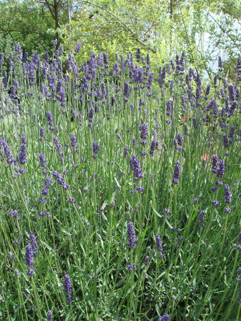 Lavandula angustifolia (2)
